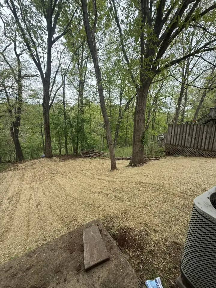 Backyard clearing and grading at the edge of the woods